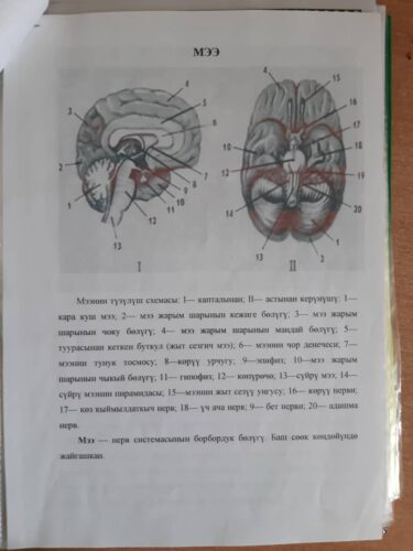 Бейшекеева Мээрим